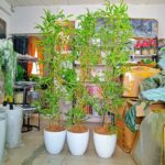 Alomah Floor Plant - Image 3