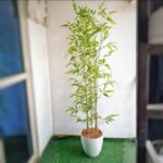 Alomah Floor Plant