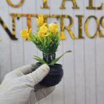 Black Butterfly Orchid - Image 7