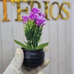 Black Butterfly Orchid - Image 8